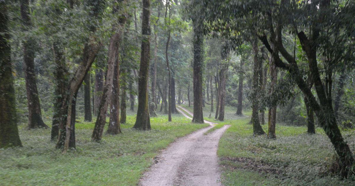 Curvy road in Chapramari National park, Gorumara